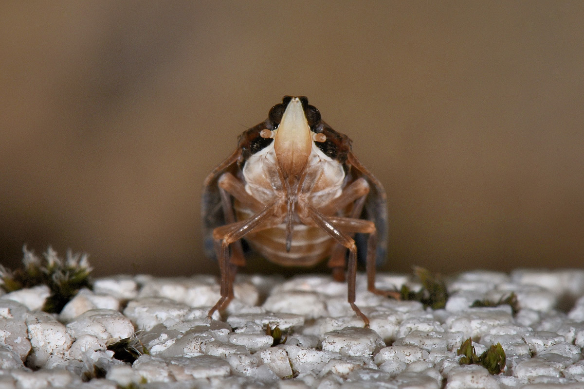 Achilidae: Cixidia sp?